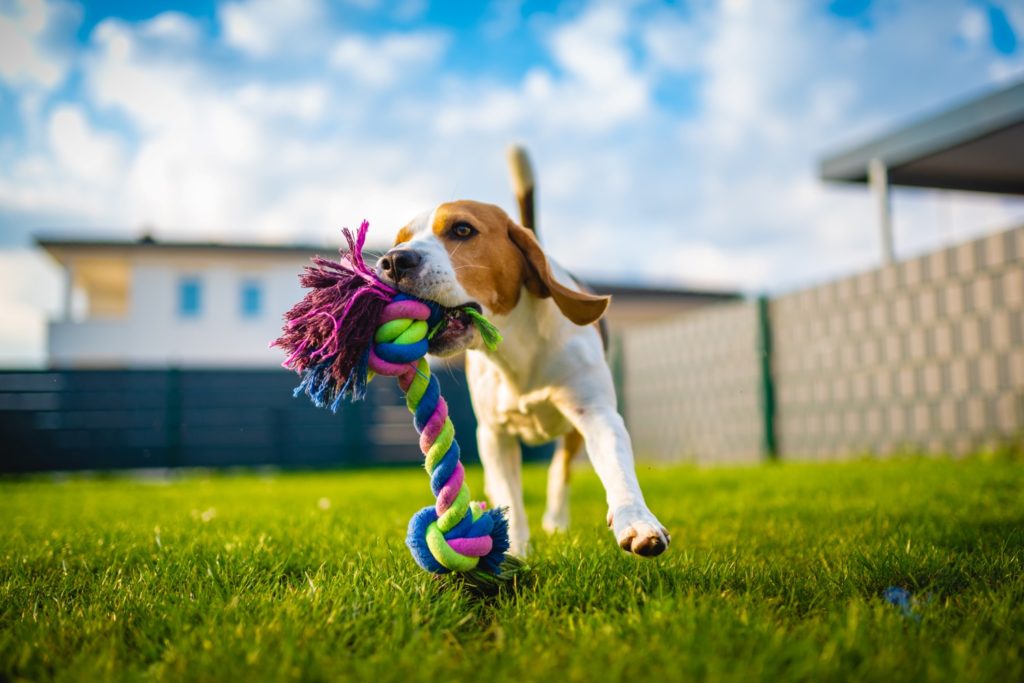 puppy running across spacious backyard at Arista San Gabriel with colorful dog toy in its mouth,